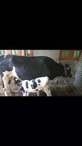 Sold out address bandipora | Umer Rather