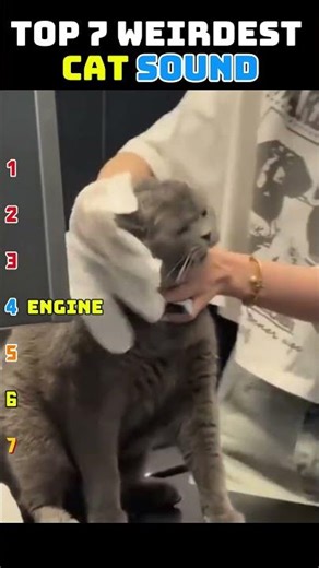 Ranking of the Funniest Cat sound Ever! 😂 #funny #catcomedy #catentertainment #catvideos