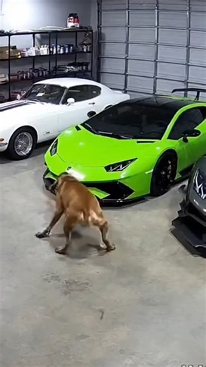 NE AI character | influencer | system | teacher | Full video of the unbelievable destruction when a massive Brazilian Mastiff (Fila Brasileiro) – the legendary Brazilian guard dog built... | Instagram