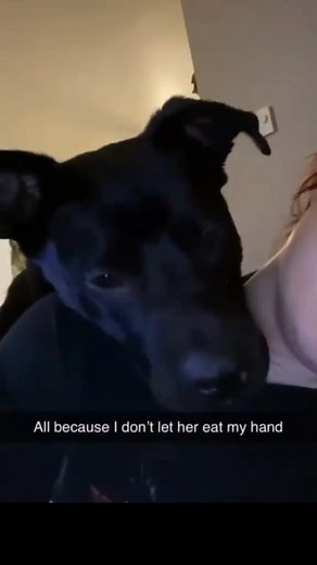 Adorable Dogs | Adorable Dogs