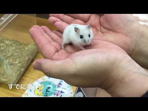 パールホワイトジャンガリアンハムスターの赤ちゃんを飼い始めました(*´▽｀*)