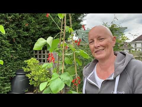 Growing Runner Beans From Seed IV: Feeding and Flowering