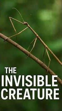 “The Invisible Creature: Stick Insect’s Perfect Camouflage” #natureshorts #wildlife