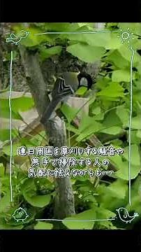 シジュウカラ子育て開始から4日目です♪ #wildbirds #birds #野鳥 #シジュウカラ #子育て
