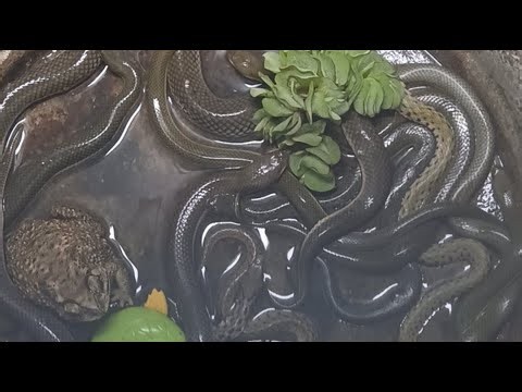 Snake breeding techniques during the breeding season #animals#snakes #animals#trending