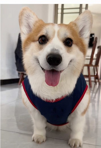 Corgi Dog Clips: Fun and Adorable Moments