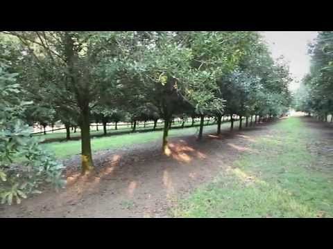 Nutworks Macadamia Factory - Farm to Plate