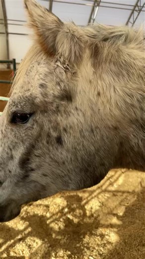 Lucky Stables LLC on Instagram: "And just like that….shes back to pooping in her feed bucket. 🤪"