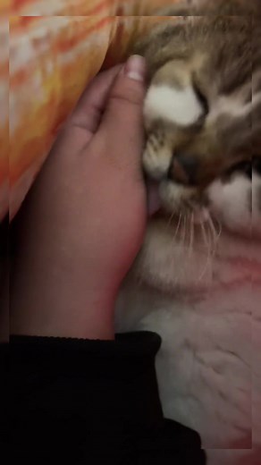 What does smelly cat hands mean?#cat #fyp #cute #catvideos #catsoftiktok