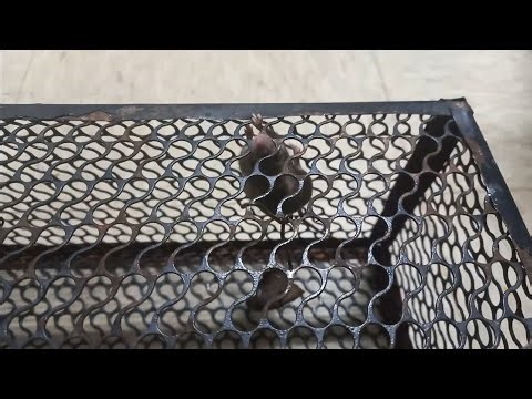 Caught a Mouse by using a Mouse Trap Cage Part 2/2