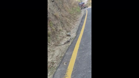 Two king cobras have mating ritual on roadside in Nepal