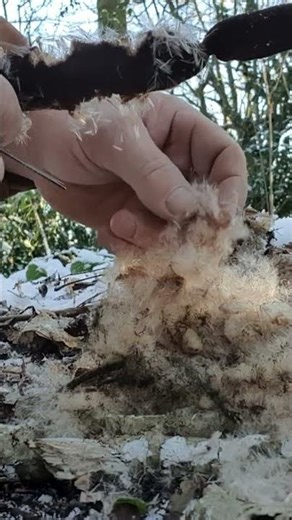 FLASH TINDER ( CAT TAIL IN WINTER )