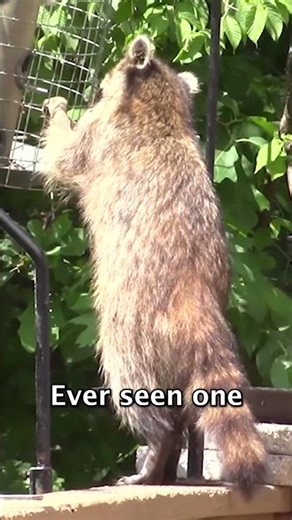 Raccoons: Sneaky Clever Little Bandits