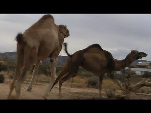 Camels Gone Crazy