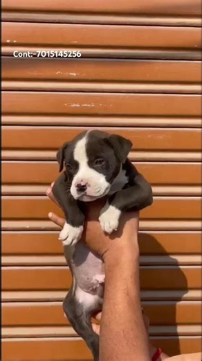 Am Bully 🐶🐶 Male Puppy🔥🔥 #subscribe #freestyle #blacklabrador #viewyoutubemurah