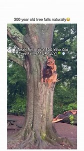 Incredible Moment: 300-Year-Old Tree Falls Captured on Camera
