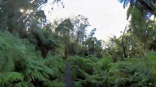 Lyrebird Walk, Eastern Sherbrooke Forest • Dandenong Ranges National Park Tourism Information