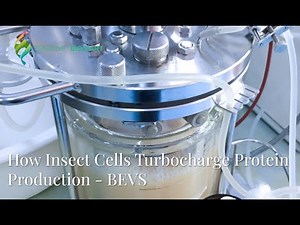How Insect Cells Turbocharge Protein Production