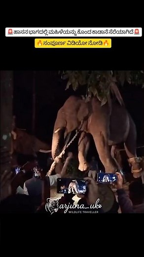 Hassan Wild Elephant Captured 🐘 | After Tragic Woman’s Death, #shorts #elephant
