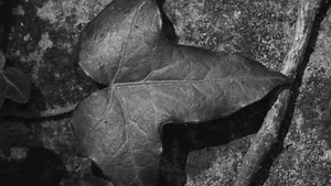 Is Photoshop's Clone Stamp Obsolete?