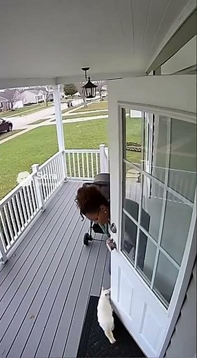 Sora-Generated Security Video Shows Cat Alerting Owner While Python Keeps Distance