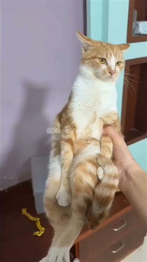 I think my cat has anger issues…#grumpycat #angrykitty #catsbeingcats #catowner #meow #catcontent