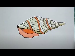 How to Draw a Conch Shell Step by Step