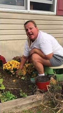 How to Winter Over Your Potted Mums