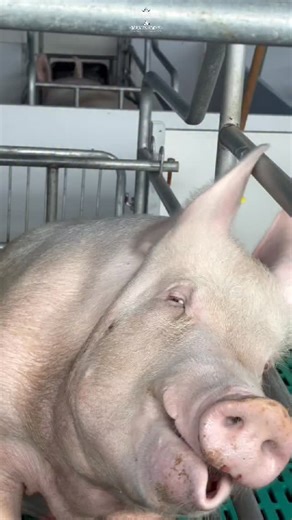 Dale identidad a tu esfuerzo 🐷✨ No es solo un número, es el control total de tu producción. En este video te mostramos cómo personalizamos cada arete con tecnología láser para garantizar que la marca de tu ganadería dure para siempre. En MaxFarmer entendemos que cada animal cuenta, por eso te ofrecemos: 🎨 Variedad de colores para diferenciar lotes. 📏 Tamaños específicos para cerdos y vacas. ✍️ Grabado de logos, números y códigos QR. ¡Dile adiós a los marcadores que se borran! 👋 👇 Comenta “I