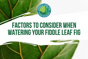 Factors to Consider When Watering Your Fiddle Leaf Fig