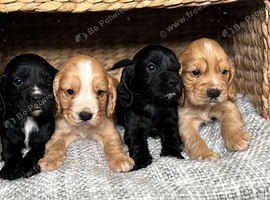 Adorable working Cocker Spaniel puppies - £1,250