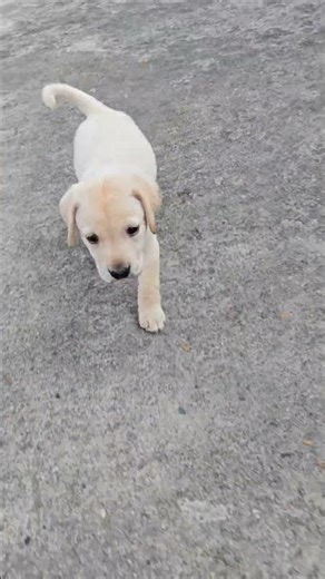 Labrador puppy blog | Pet lover | Dog blog|