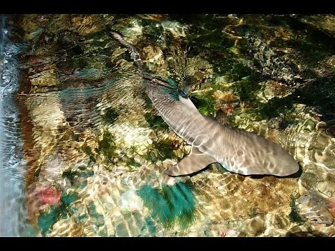 ツマグロ （学名Carcharhinus melanopterus）☆鑑賞サメ販売
