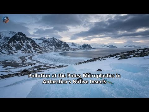 Pollution at the Poles: Microplastics in Antarctica’s Native Insects