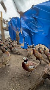 One of our awesome followers recommended that we start pushing our birds with tarps. (I hope this is what he meant) 😆 cause it worked like a charm! | Pete’s Pheasant Farm