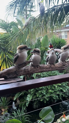 Adorable TikTok Birds Compilation