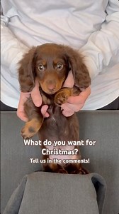 let us know #minidachshund #puppy #dachshundpuppy #dachshund #cutedog #cutepuppy #dance #cute #dog