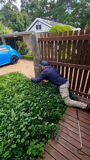 HOW CUTE!!! 😍 Who knew venomous creatures could be so adorable? Check out this cute yet dangerous reptile spotted in the wild on the Sunshine Coast! Nature at its finest! #Venomous #Nature #Australia #SunshineCoast #Reptile #Wildlife #CuteYetDeadly #SnakeLover #WildlifePhotography #AussieWildlife | Wildlife With Stuart Mckenzie
