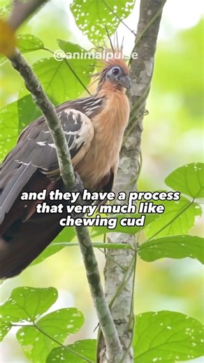 The bird that's just pretty awful at being a bird