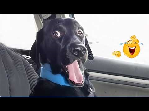 Super Funny Dog Video Clips 😹🐶 The Funniest Cat & Dog Moments Compilation 😁
