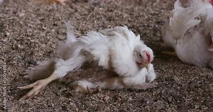 Intensive factory farming of chickens often leads to deformities and illness
