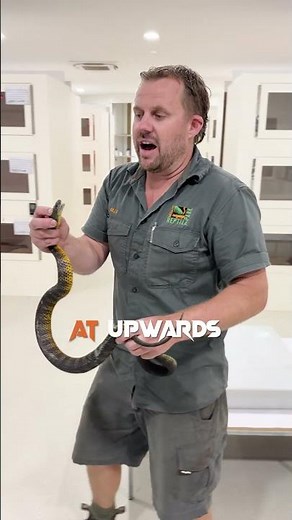 Rattlesnake Bites! What To Do 😧 #VenomDiaries #Snakes #Snakebite