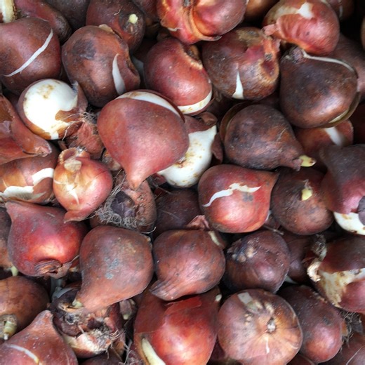 30 Bulbs of Pink Tulip (aphrodite) Includes Postage - Etsy UK