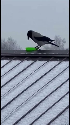How does a clever crow play?