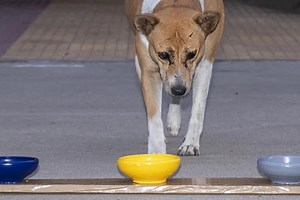 Dogs may have a preference for this colour, study suggests