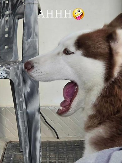dog trouble #goldenretriever ##dogs ##goldenretriever #pup