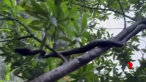 Getting close to nature is one thing - but a hiker has a painful reminder of the time nature bit back. Joel Herrington stopped to video a camera-shy python in the Behana Gorge when it suddenly lashed out. 7NEWS at 6pm. More local news: 7news.com.au/news/cairns #7NEWS | 7NEWS Cairns