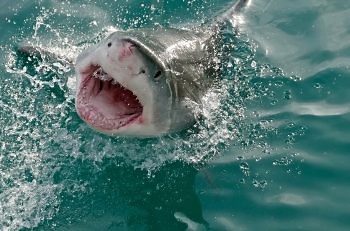 What do Great White Sharks Eat? - Great White Shark & Eating Habits