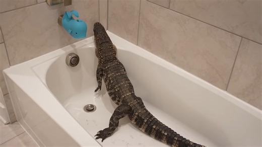Wife meets an alligator before her shower - her reaction is priceless