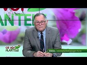Ce concentrație de basamid folosim la 100mp?